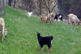 До скоро в Панчарево се отглеждаха много кози
