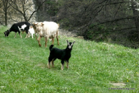 До скоро в Панчарево се отглеждаха много кози