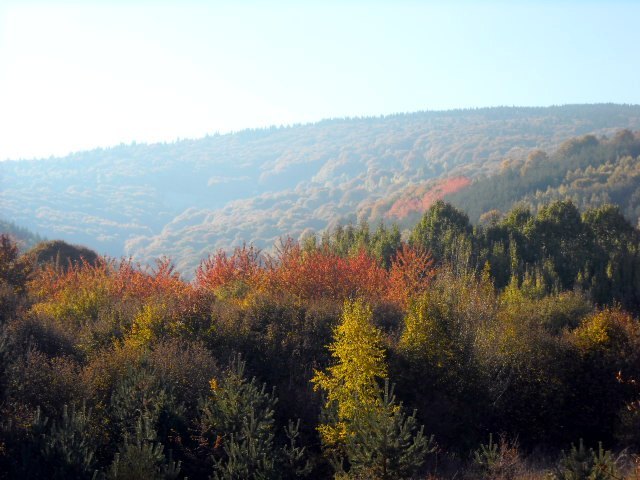 Златна есен на Витоша, по Туристическата алея "инж. Иван Иванов'"